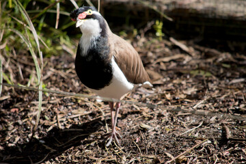 the banded lapwing is looking for food