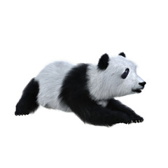 3D rendering of a giant panda cub in playful pose isolated.