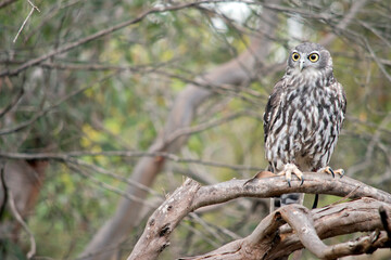the barking owl has yellow eyes and brown and white feathers