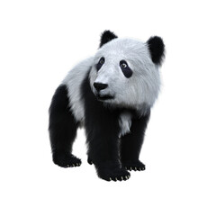 3D rendering of a giant panda cub standing and looking away isolated on transparent background. © IG Digital Arts
