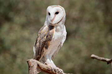The barn owl is a medium-sized, pale-coloured owl with long wings and a short, squarish tail.It has a heart shaped white face