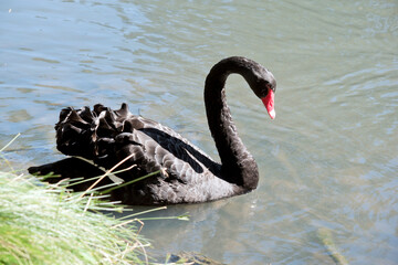 the black swan is swimming in the lake