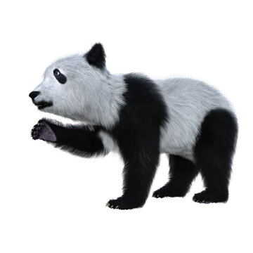 3D Rendering Of A Giant Panda Cub Standing With One Paw Raised Solated.