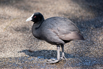 The Eurasian coot is a black bird with a white frontal shield