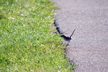 the is a side view of superb fairy wren