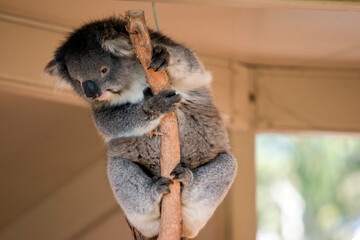 the koala is holding on to a tree branch © susan flashman