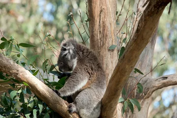 Zelfklevend Fotobehang the koala has a large black nose, brown eyes, fluffy white ears with a white chest and grey body and black claws © susan flashman