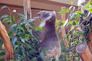 Zelfklevend Fotobehang the koala is in a tree eating a leaf © susan flashman