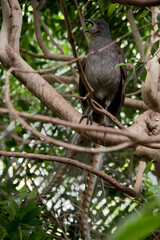 The lyre bird is a grey bird with a colorful tail