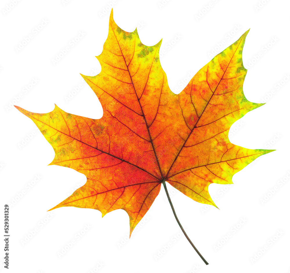 Canvas Prints colorful maple tree autumn leaf