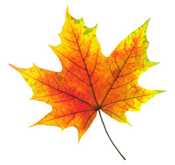Naklejka na ściany i meble Colorful maple tree autumn leaf