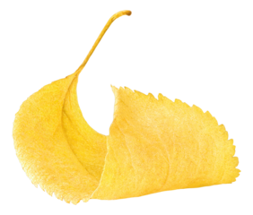 Yellow tree leaf cut out
