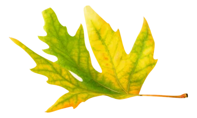  Yellow green maple leaf cut out © ChaoticDesignStudio