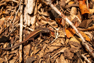 lizard on the tree