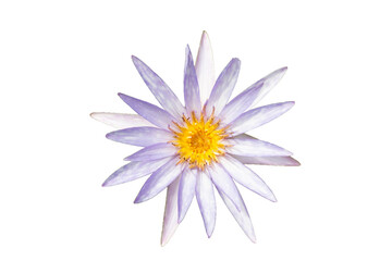 Fototapeta premium Beautiful blooming lotus flower on white background.