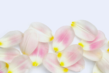 Tulip petals on white background.