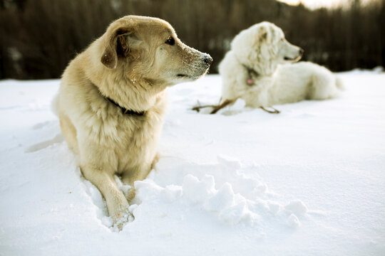 Dogs relaxing on snow covered field