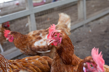 Hens in the chicken farm. Organic poultry house.
