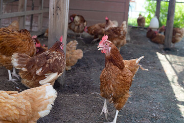 Hens in the chicken farm. Organic poultry house.