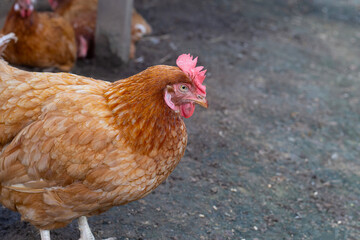 Hens in the chicken farm. Organic poultry house.
