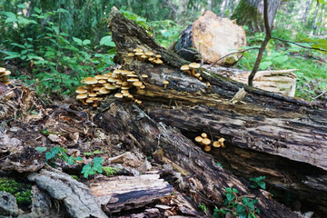 Fototapeta na wymiar Fungus on a Fallen Tree