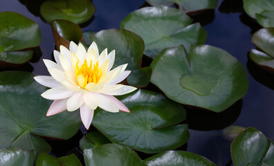 Nymphaea lotus flower with leaves, Beautiful blooming water lily