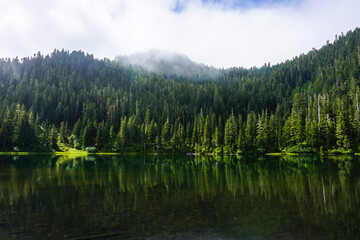 Trees reflecting on calm lake in forest