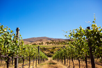 Plants growing in vineyard against clear sky on sunny day