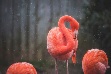 Flamingos during winter