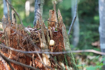 small mushroom in a tree stump