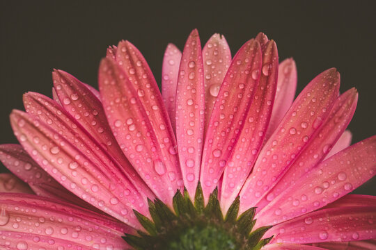 Close-up of wet gerbera daisy against black background