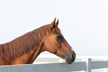 Head of a chestnut horse looking over a fence with a white sky.