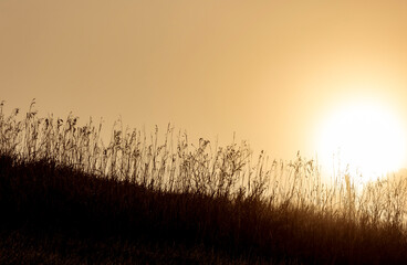 Silhouette of grasses on a dark hill with a foggy sunrise.