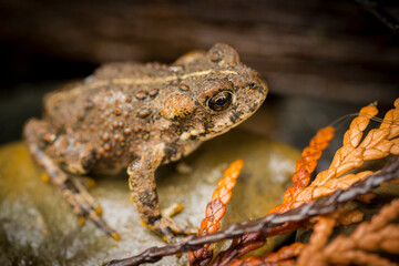 High angle view of frog on wet rock