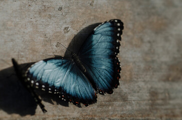 Close-up of Morpho peleides on surface