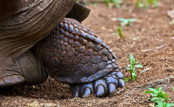 Cropped image of giant tortoise on field