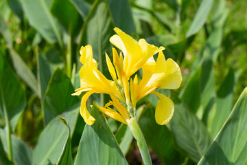 Fototapeta premium Beautiful canna flower with green leaves in the garden