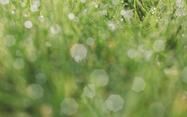 Close-up of wet grass growing on field