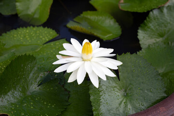 Nymphaea lotus flower with leaves, Beautiful blooming water lily