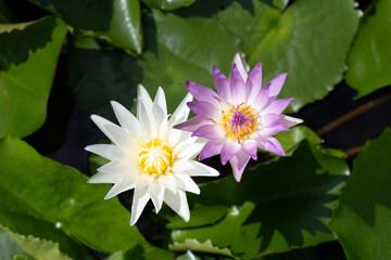 Nymphaea lotus flower with leaves, Beautiful blooming water lily