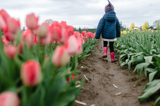 Rear view of girl walking on footpath amidst tulip flowers blooming in farm