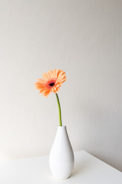 Vertical closeup of single orange gerbera daisy in small white vase on table against neutral wall background