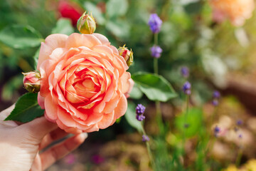 Orange salmon rose Lady of Shalott blooming in summer garden. English Austin selection roses flowers
