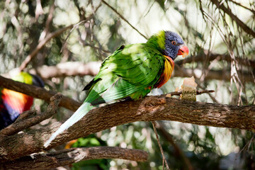 the rainbow lorikeet is perched in a tree
