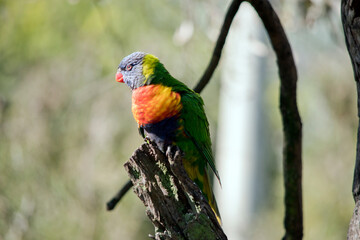 the rainbow lorikeet is a very colorful bird that makes a lovely house pet