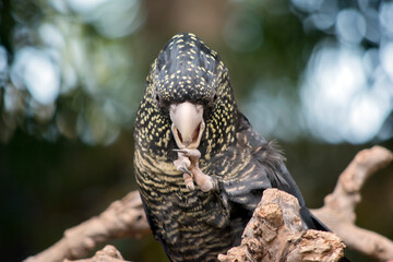 this is a close up of a female red cockatoo cpreening herself