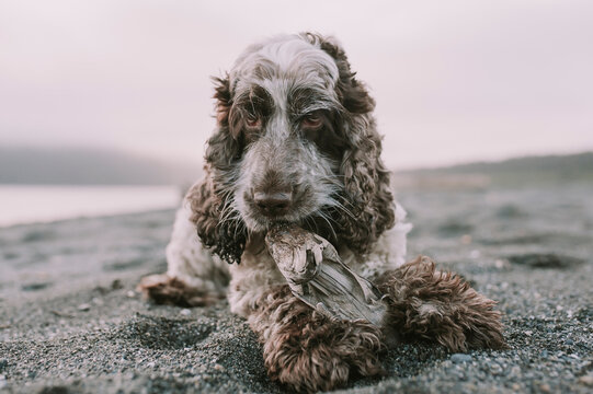 Dog sitting on shore against sky