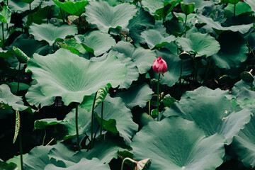 High angle view of lotus bud amidst leaves
