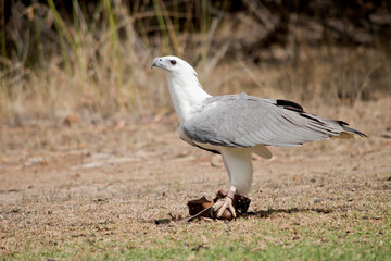 A distinctive bird, the adult white-bellied sea eagle has a white head, breast, under-wing coverts and tail. The upper parts are grey and the black under-wing ...