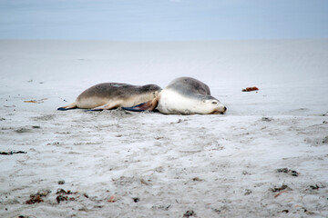 Fototapeta premium the sea lion is on the beach at Seal Bay